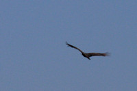 Hawk Type bird