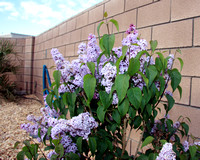 Mom's Lilac's,
