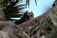 Great Horned Owls 2007