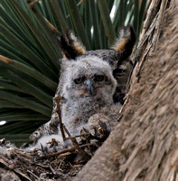 Gret Horned Owlets