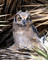 Great Horned Owls & Owlets